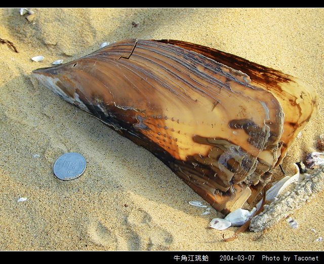牛角江珧蛤_03.jpg
