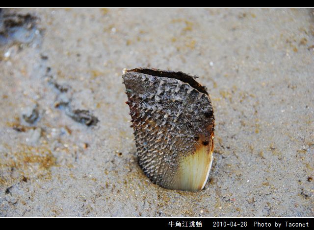 牛角江珧蛤_02.jpg