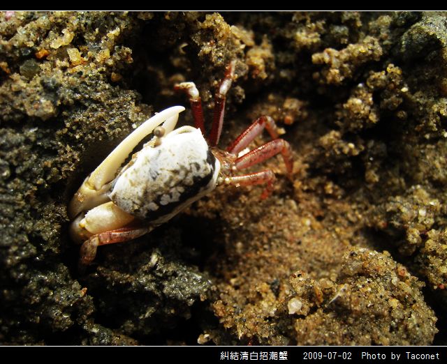 糾結清白招潮蟹_09.jpg