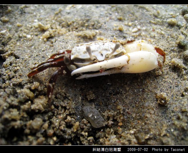 糾結清白招潮蟹_08.jpg