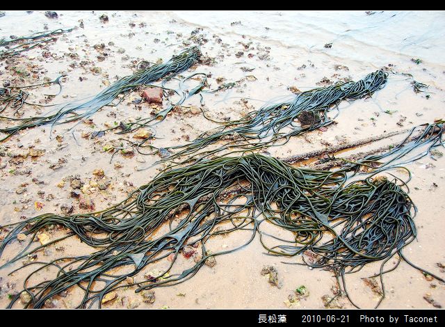 長松藻_04.jpg