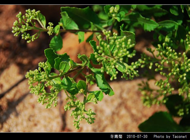 冬青菊_05.jpg