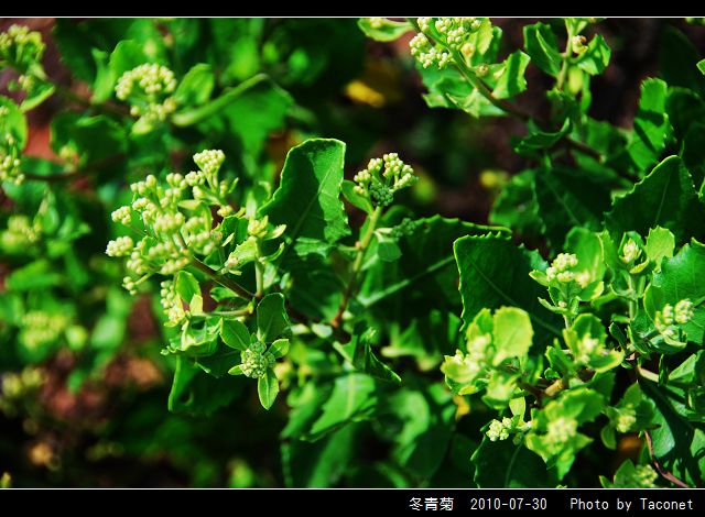 冬青菊_04.jpg