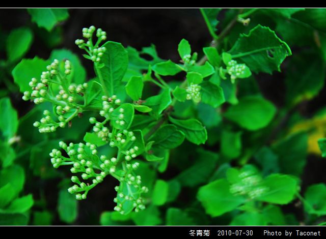 冬青菊_02.jpg