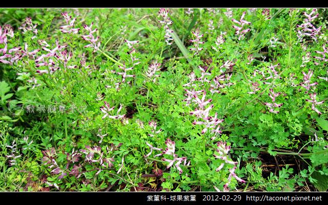 紫菫科-球果紫菫_17