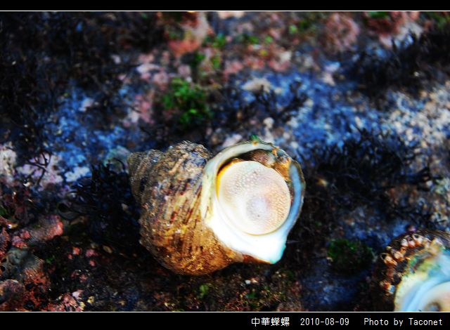 中華蠑螺_02.jpg