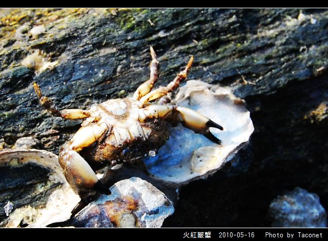 火紅皺蟹_05.jpg