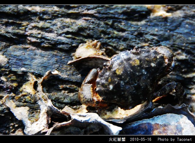 火紅皺蟹_04.jpg