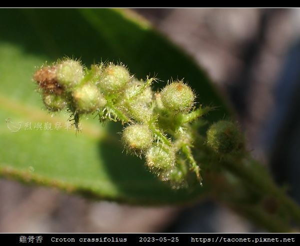 雞骨香 Croton crassifolius_2.jpg