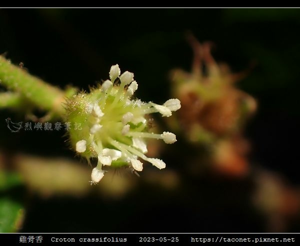 雞骨香 Croton crassifolius_1.jpg