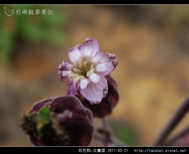 石竹科-女婁菜_17.jpg
