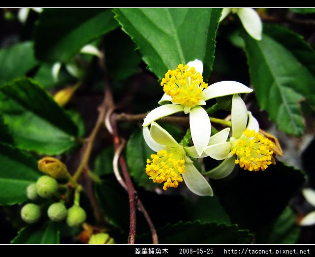 菱葉捕魚木_06.jpg