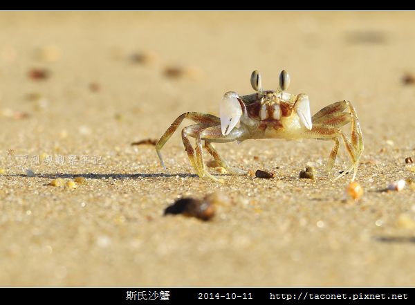 斯氏沙蟹_19.jpg