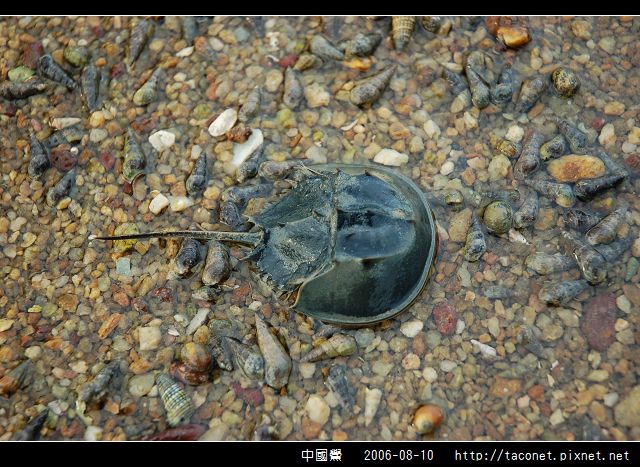 中國鱟_07.jpg