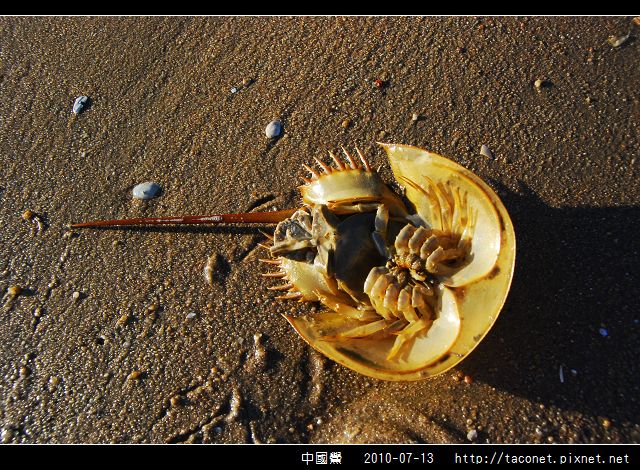 中國鱟_06.jpg