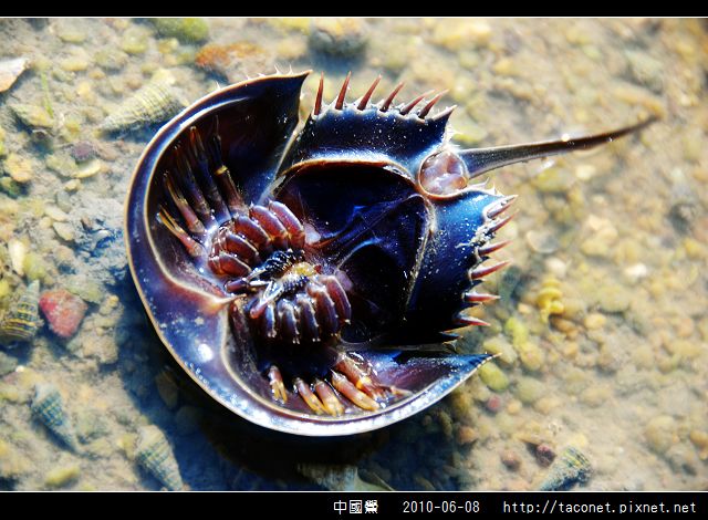 中國鱟_02.jpg