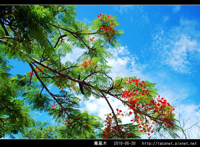 鳳凰木_09.jpg