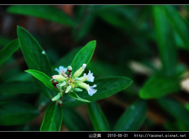 山芝麻_03.jpg
