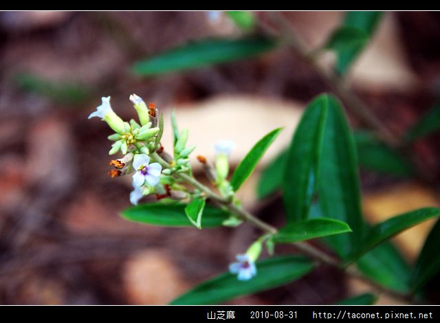 山芝麻_02.jpg