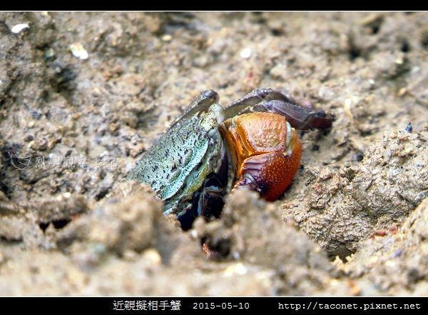 近親擬相手蟹_04.jpg
