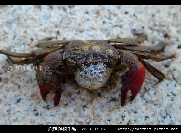 近親擬相手蟹_03.jpg