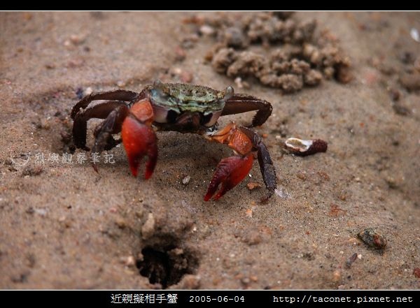 近親擬相手蟹_01.jpg