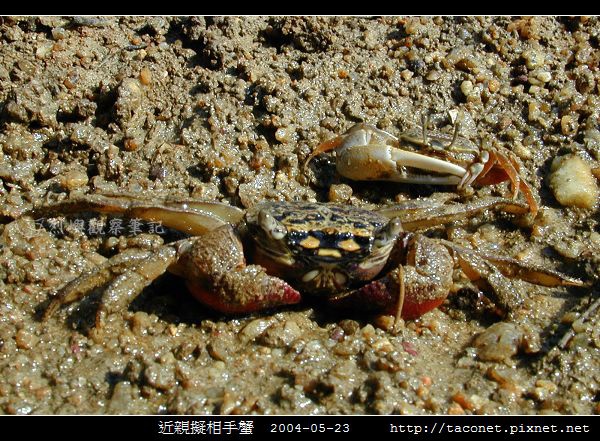 近親擬相手蟹_02.jpg