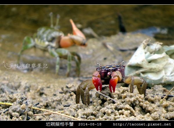 近親擬相手蟹_10.jpg