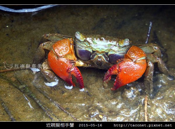 近親擬相手蟹_09.jpg
