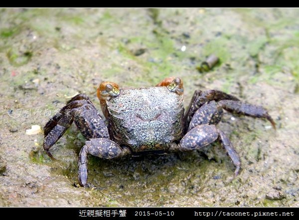 近親擬相手蟹_05.jpg
