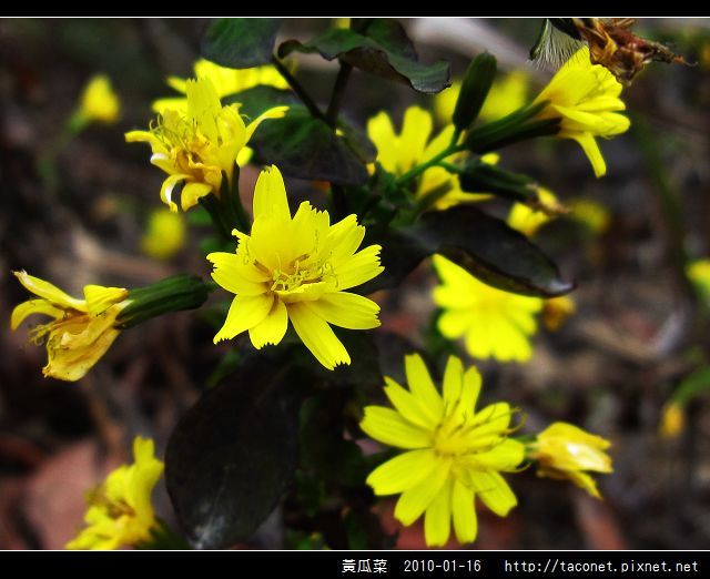 黃瓜菜_04.jpg