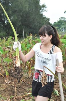 20100923-烈嶼芋頭產業走出傳統農業新風貌