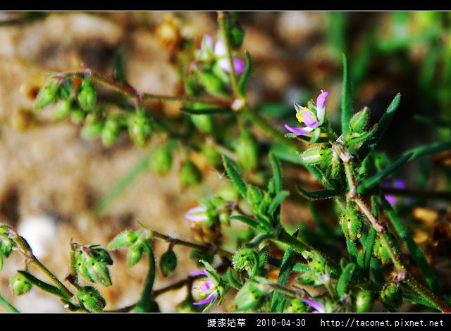 擬漆姑草_01.jpg