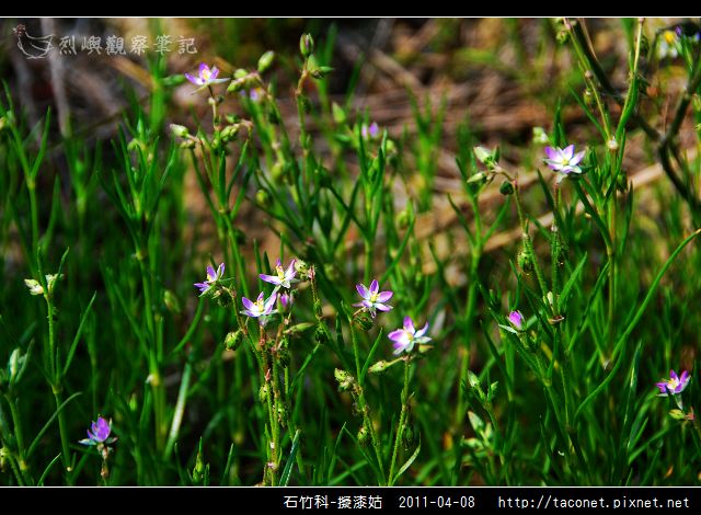 石竹科-擬漆姑_10.jpg