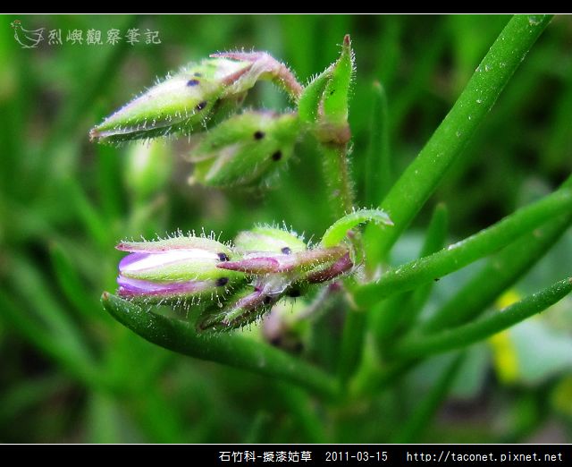 石竹科-擬漆姑草_13.jpg