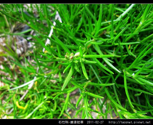 石竹科-擬漆姑草_11.jpg