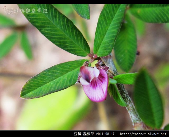 豆科-雞眼草_08.jpg
