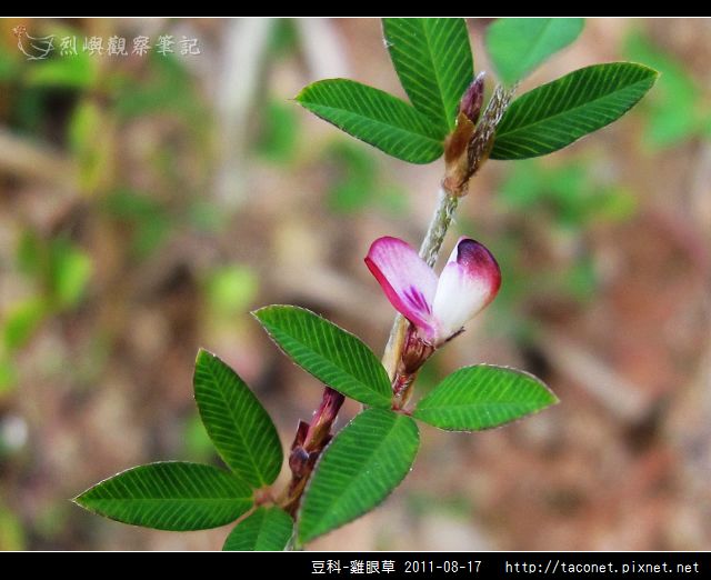 豆科-雞眼草_07.jpg