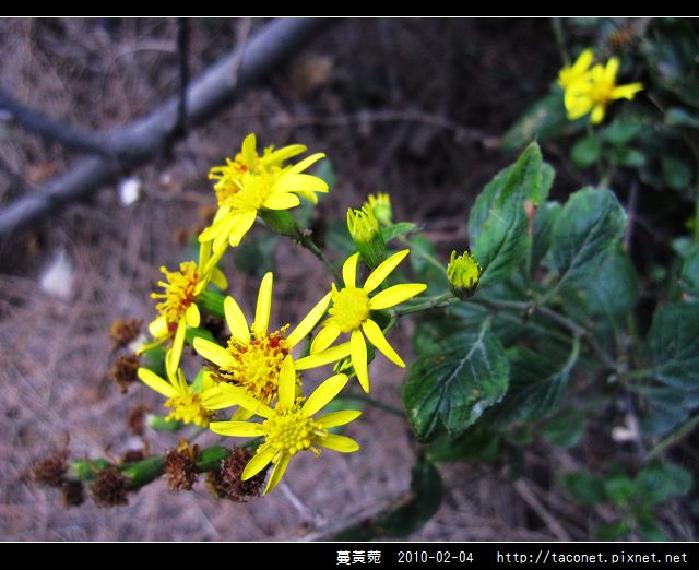 蔓黃菀_01.jpg