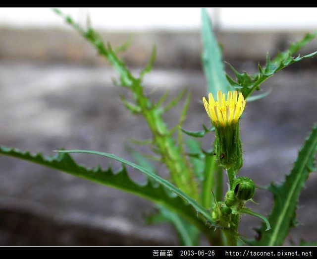 苦苣菜_14.jpg