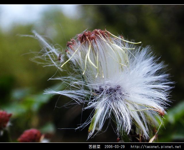 苦苣菜_05.jpg
