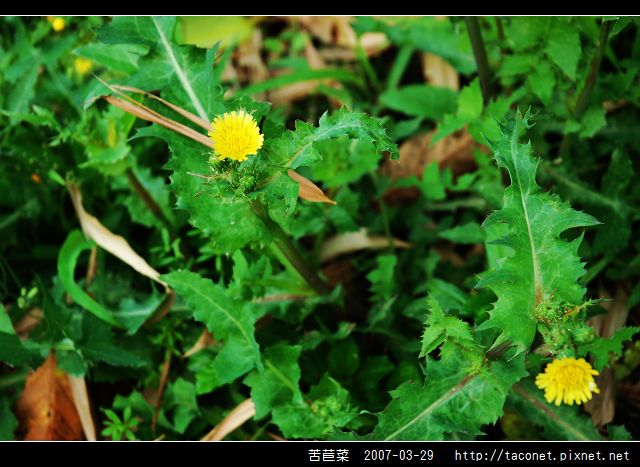 苦苣菜_02.jpg