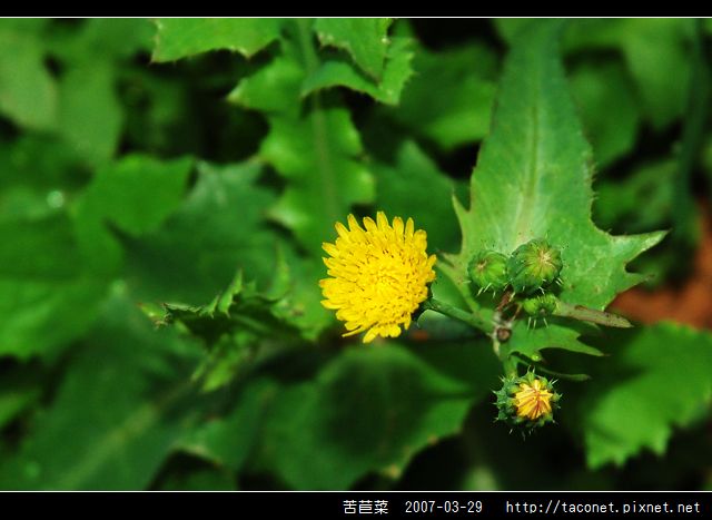 苦苣菜_01.jpg