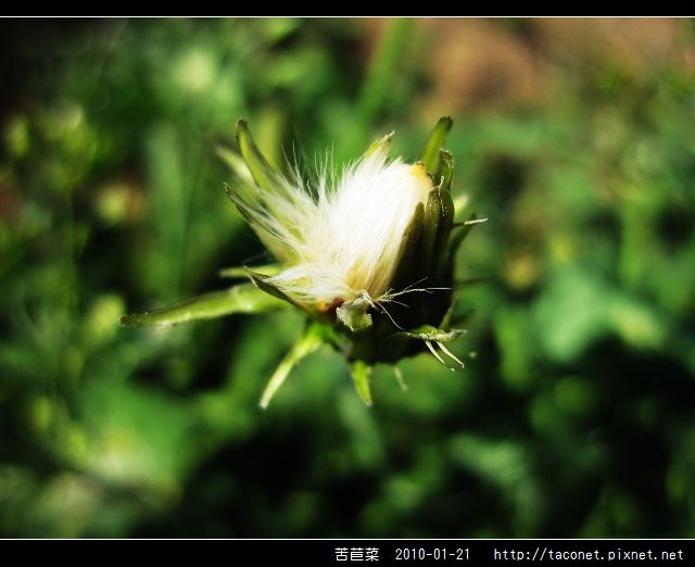 苦苣菜_11.jpg