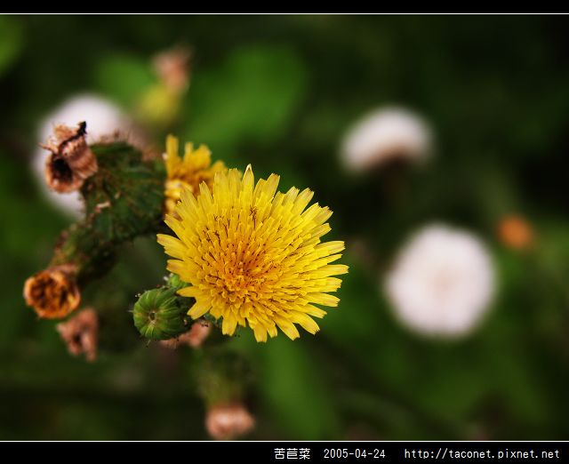 苦苣菜_09.jpg