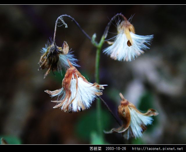 苦苣菜_07.jpg