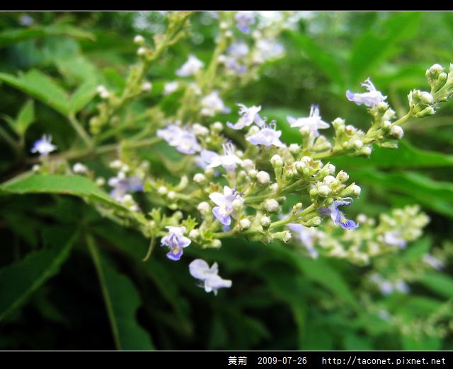 黃荊_14.jpg