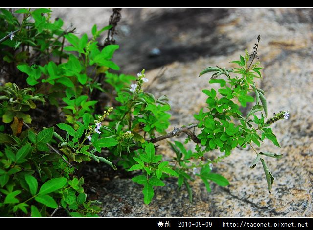 黃荊_04.jpg
