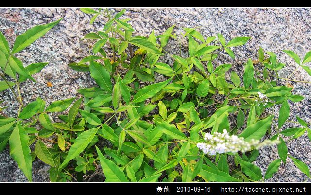 黃荊_12.jpg