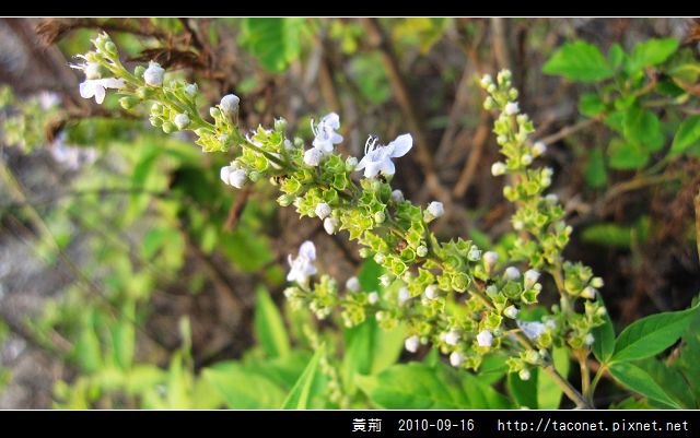 黃荊_11.jpg